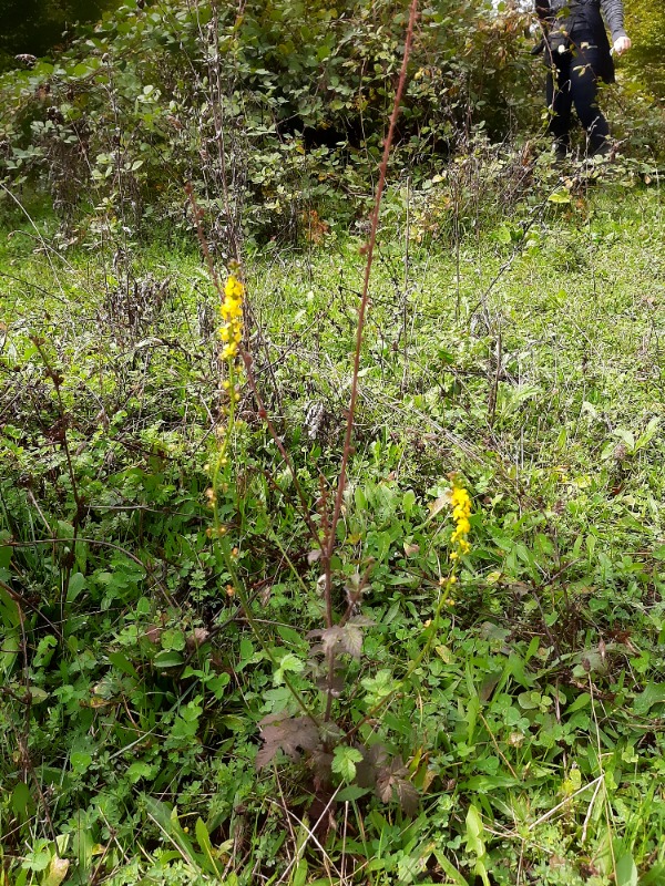 Agrimonia eupatoria