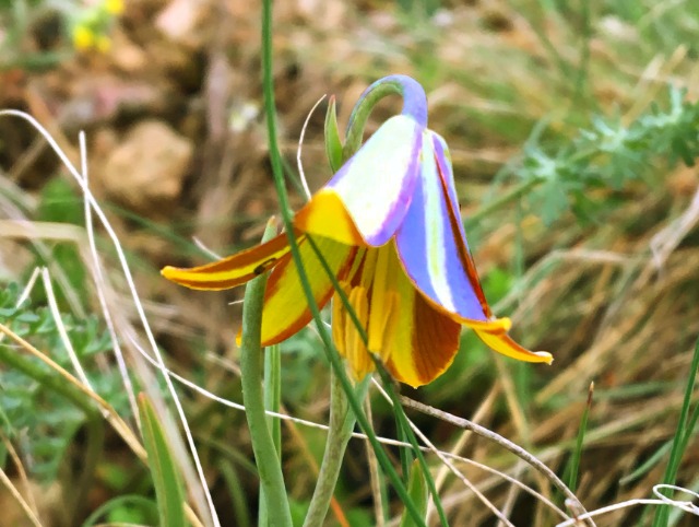 Fritillaria fleischeriana