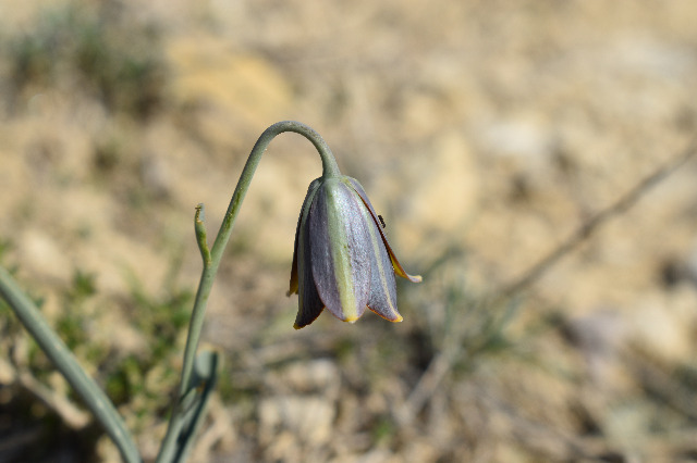 Fritillaria fleischeriana