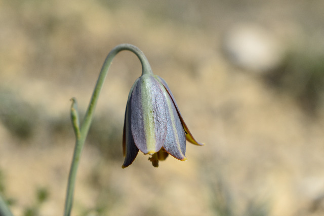 Fritillaria fleischeriana