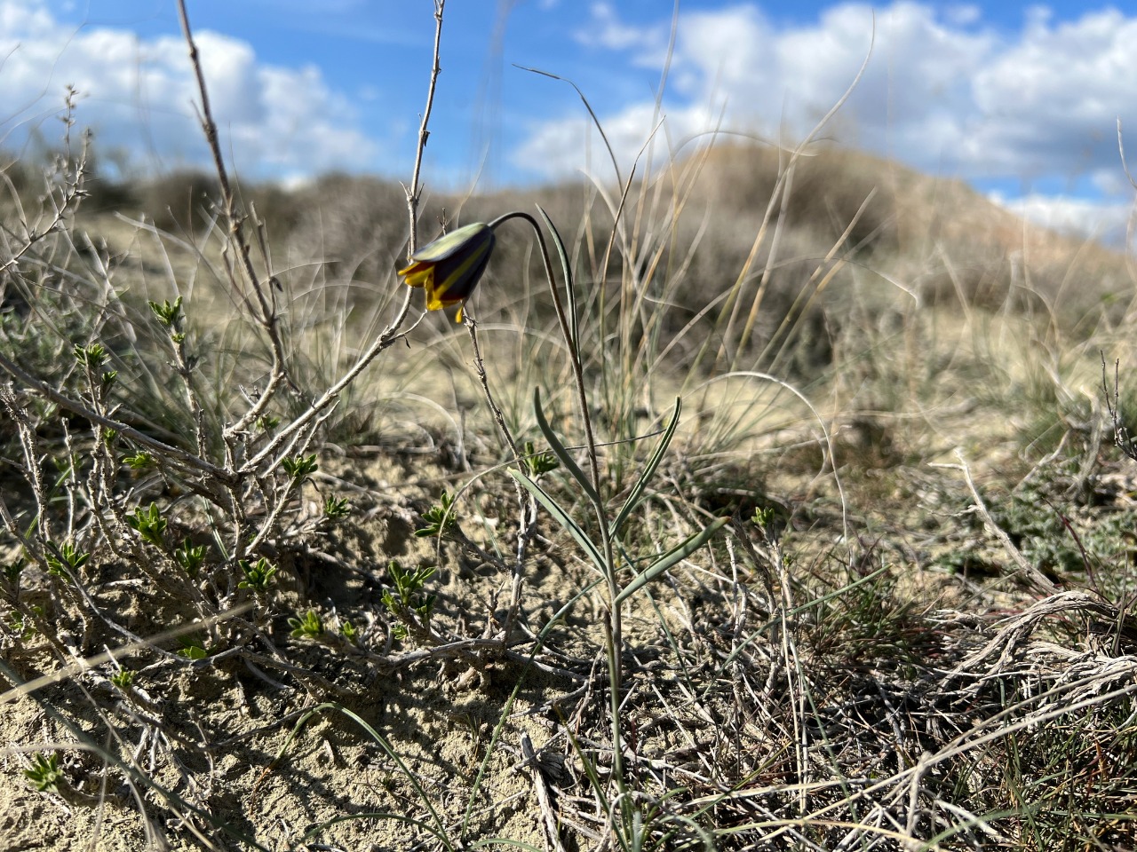 Fritillaria fleischeriana