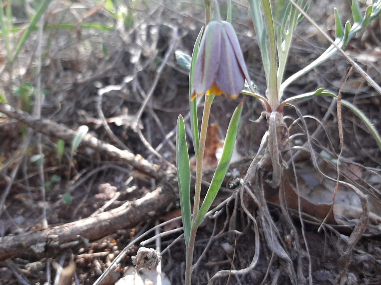 Fritillaria fleischeriana