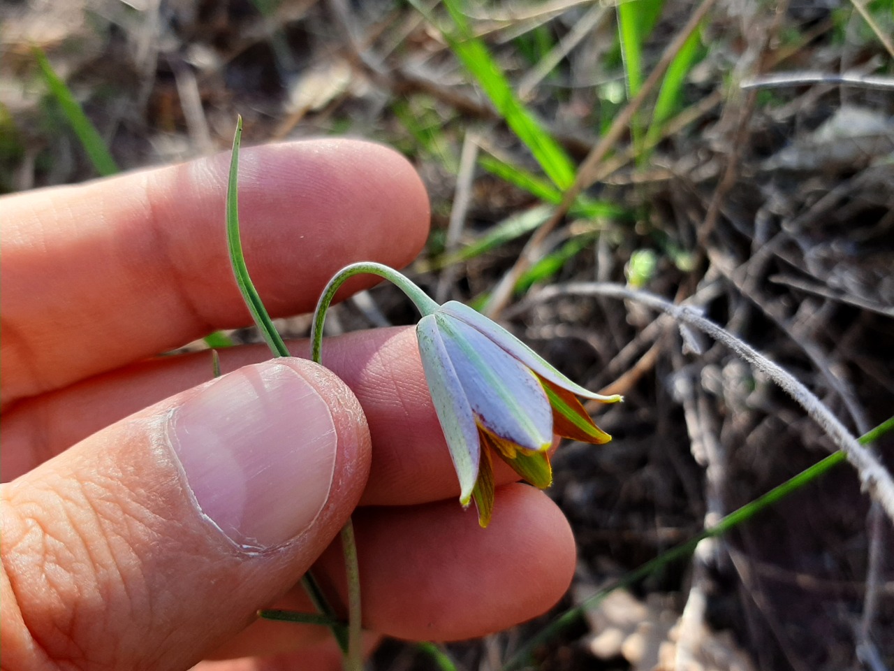 Fritillaria fleischeriana