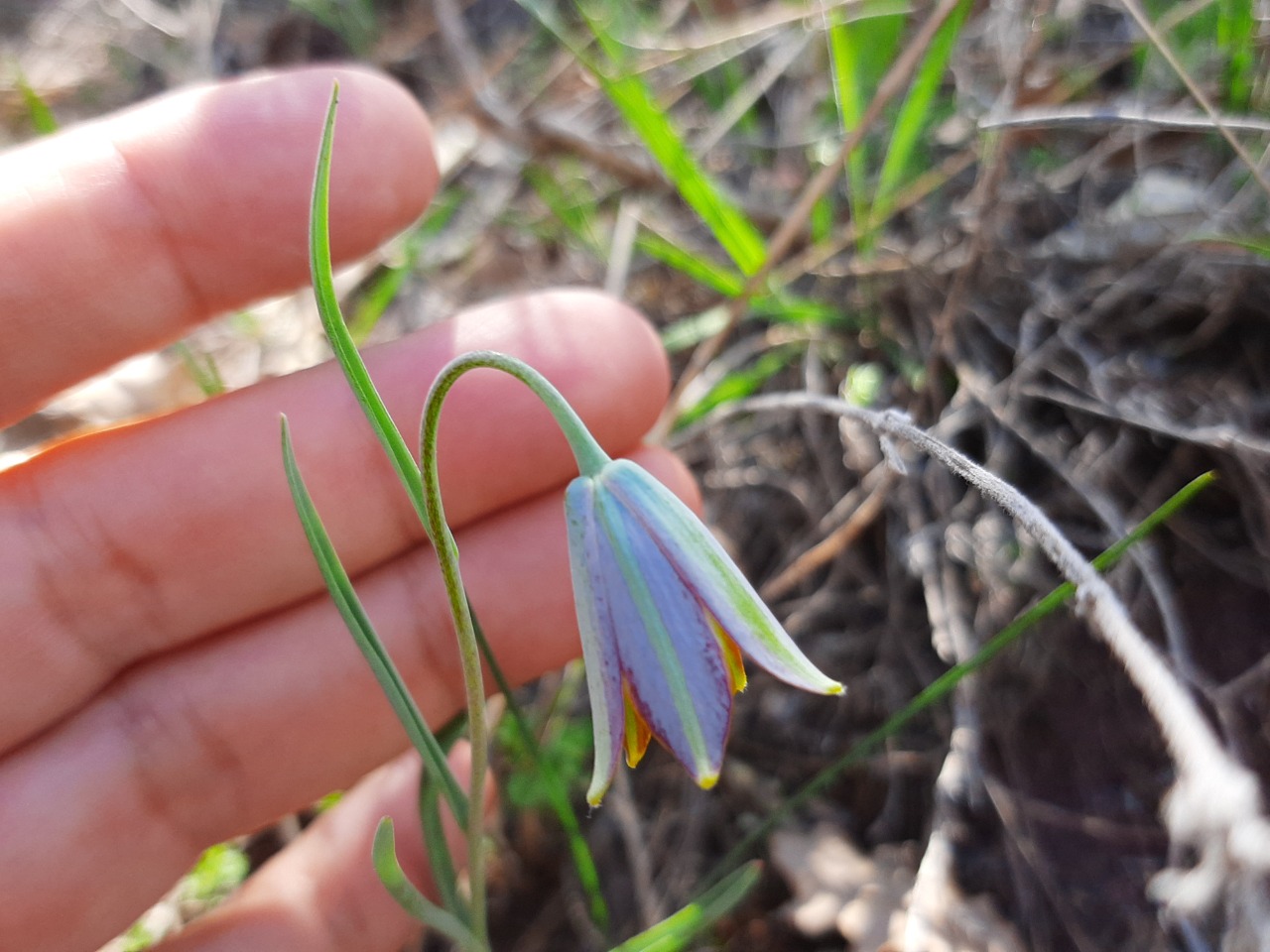 Fritillaria fleischeriana