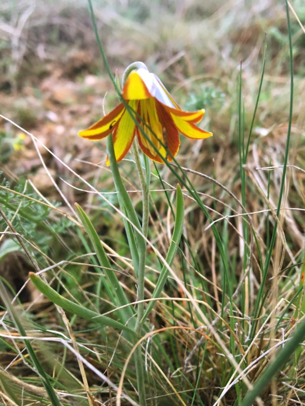 Fritillaria fleischeriana