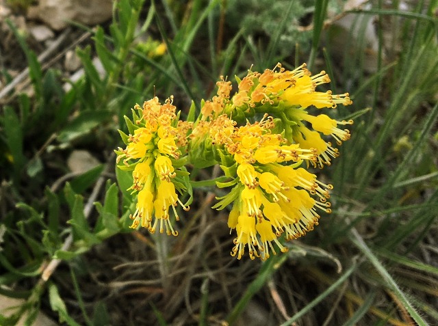 Moltkia aurea