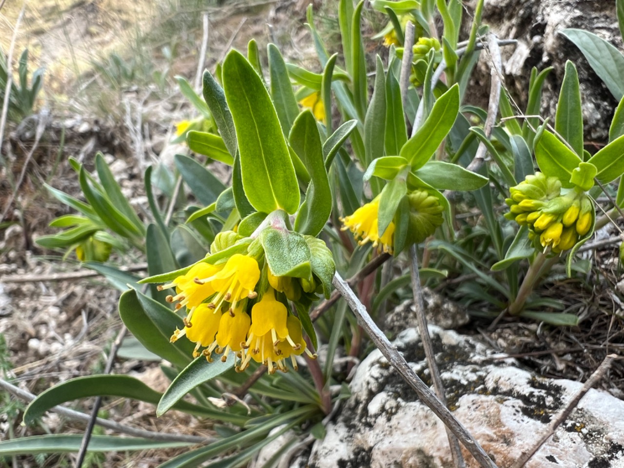 Moltkia aurea