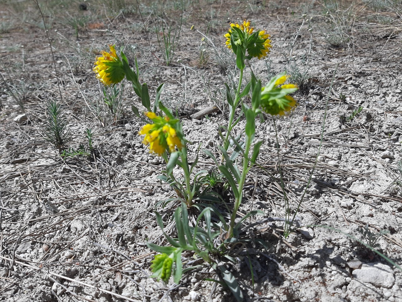 Moltkia aurea