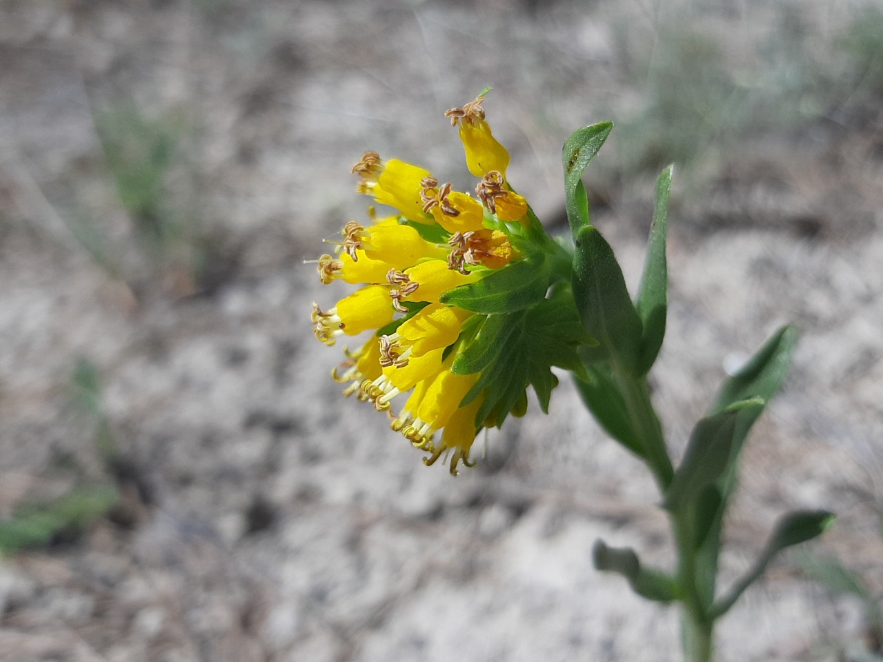 Moltkia aurea