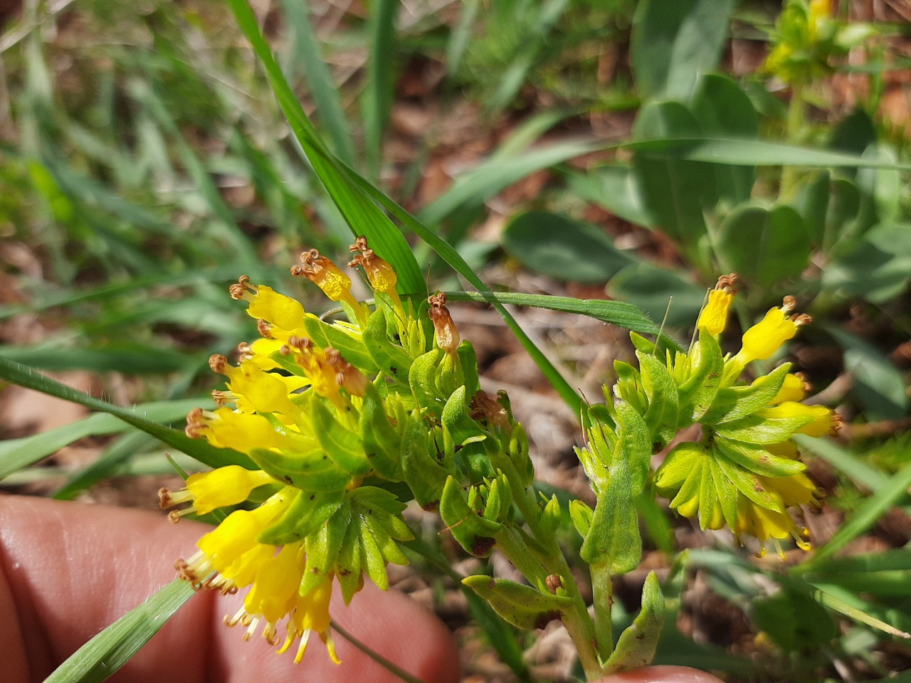 Moltkia aurea