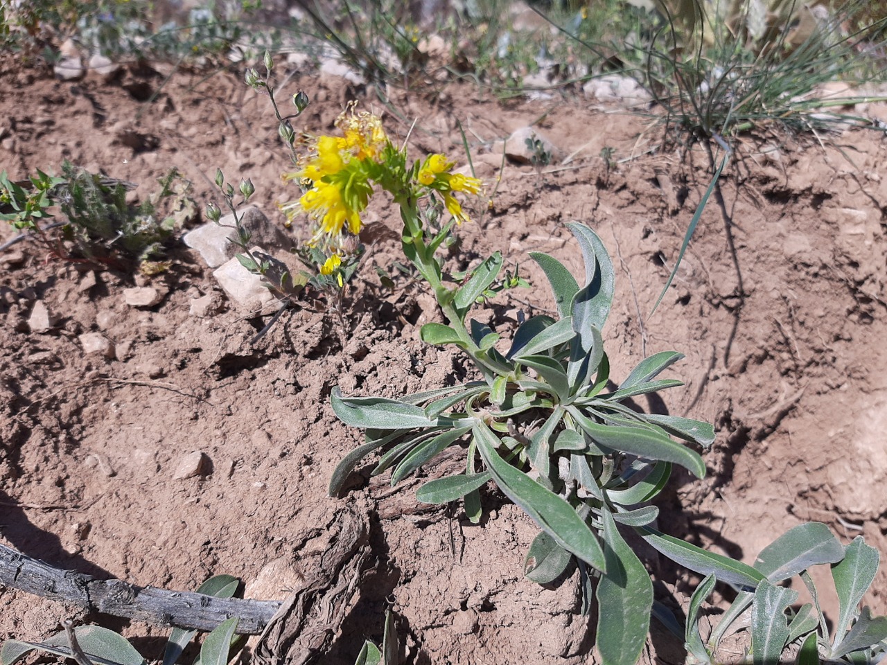 Moltkia aurea