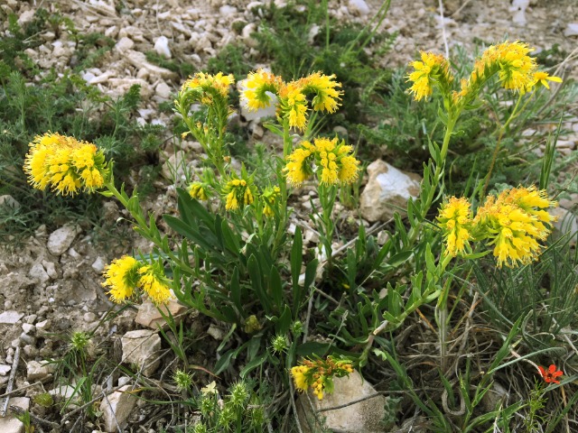 Moltkia aurea