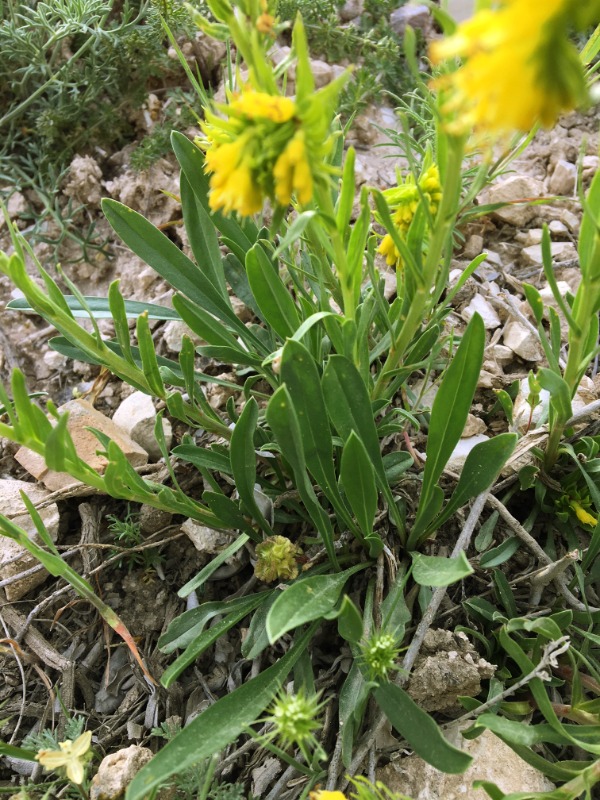 Moltkia aurea