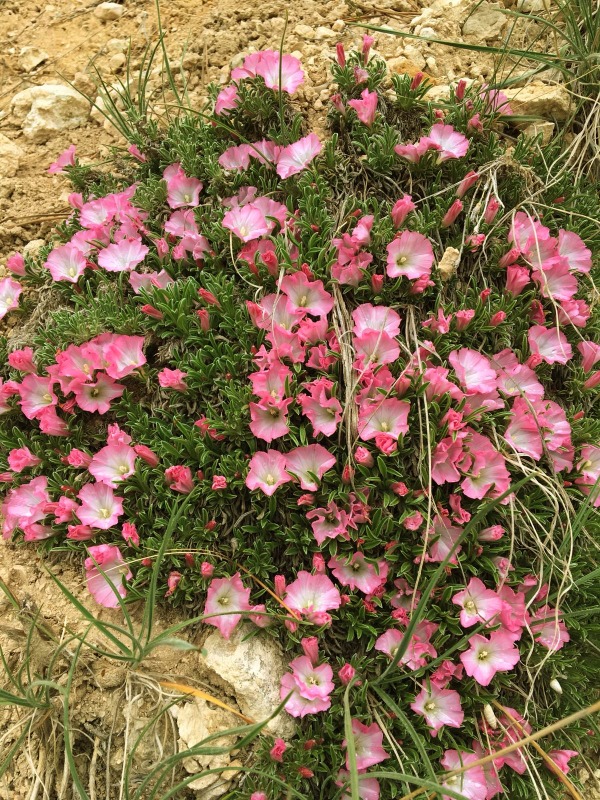 Convolvulus assyricus