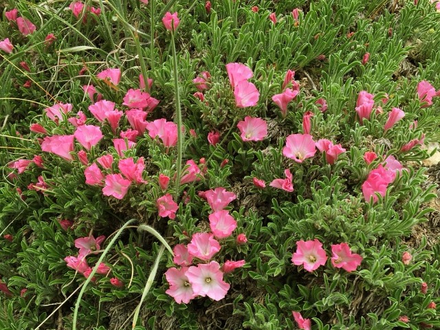 Convolvulus assyricus