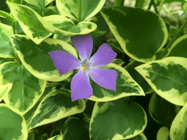 Vinca major