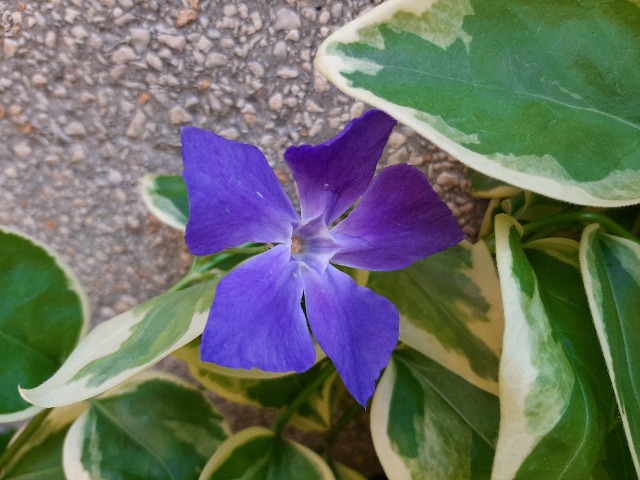 Vinca major