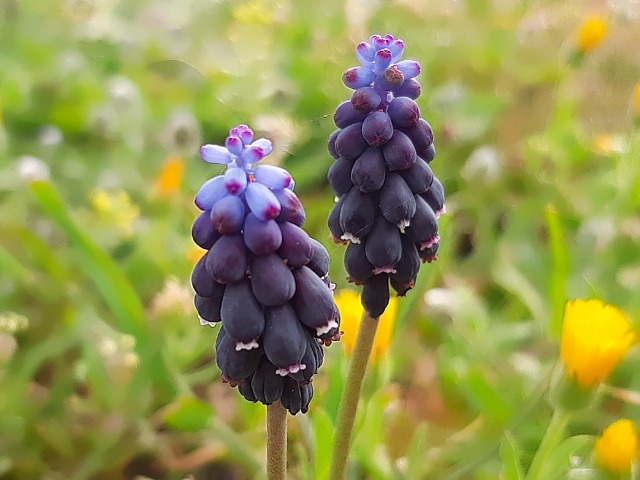 Muscari neglectum