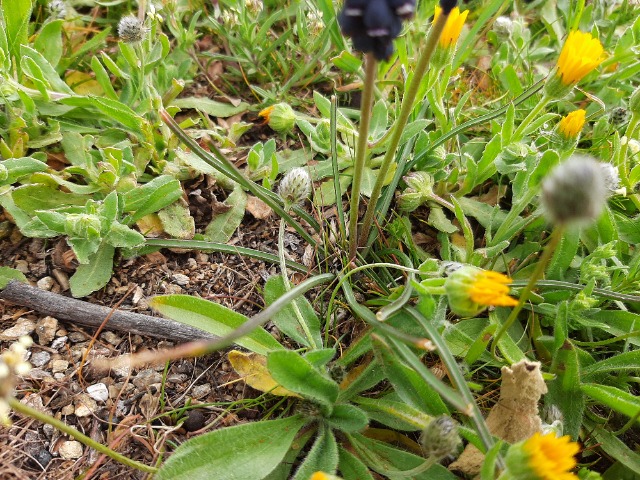 Muscari neglectum