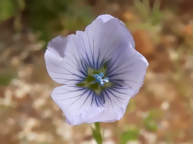 Linum bienne