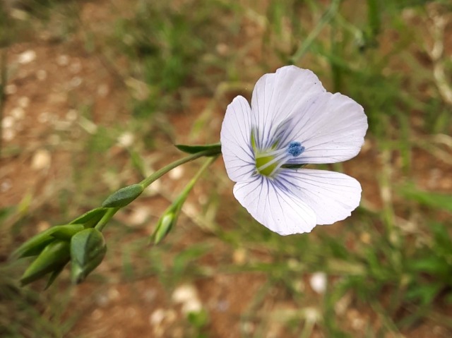 Linum bienne