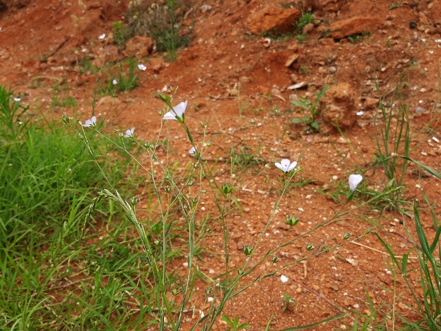 Linum bienne