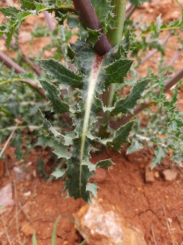 Sonchus asper