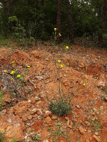 Sonchus asper