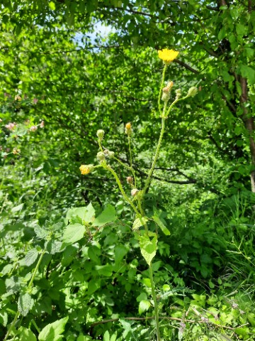 Sonchus asper