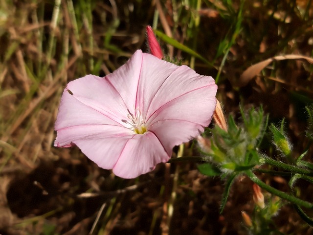 Convolvulus cantabrica