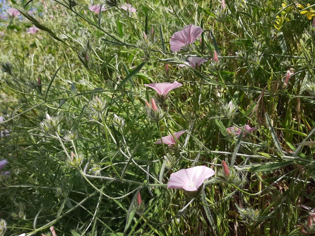 Convolvulus cantabrica