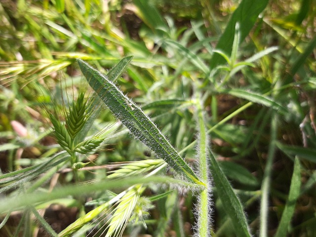 Convolvulus cantabrica