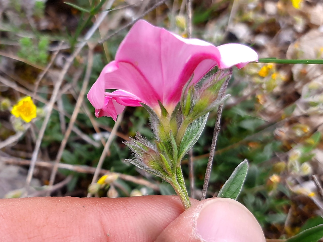 Convolvulus cantabrica