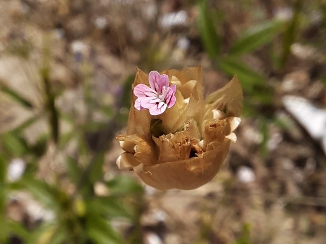 Petrorhagia dubia