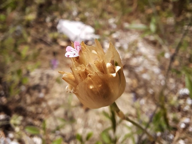 Petrorhagia dubia