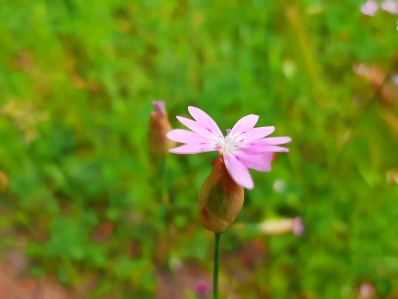 Petrorhagia dubia