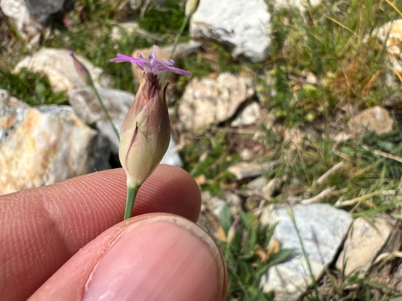 Petrorhagia dubia