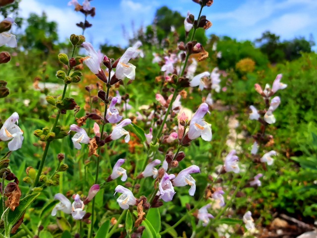 Salvia fruticosa