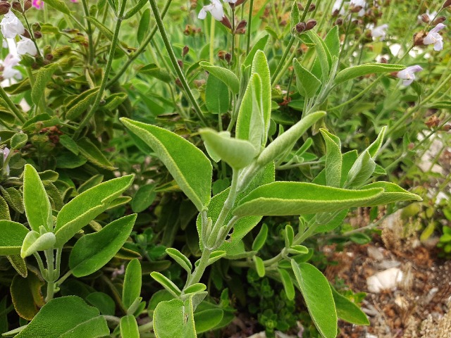 Salvia fruticosa