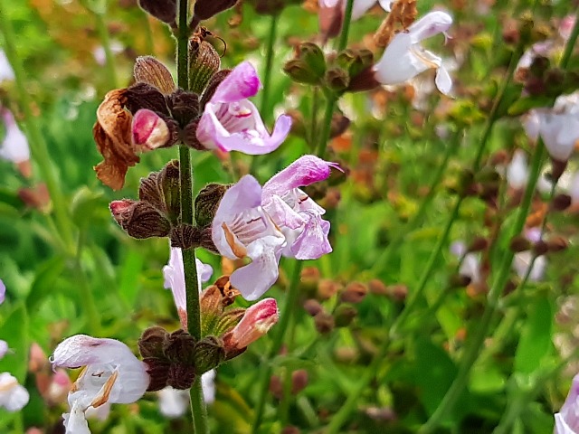 Salvia fruticosa