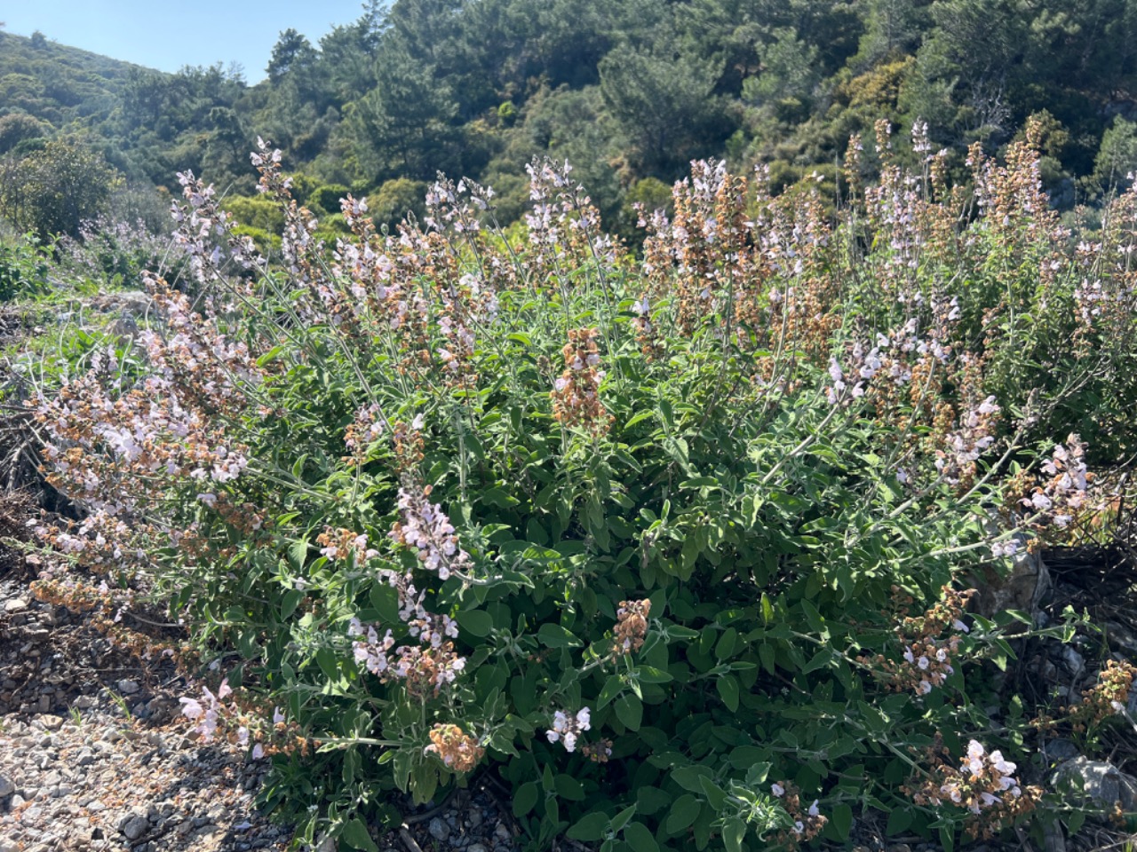 Salvia fruticosa