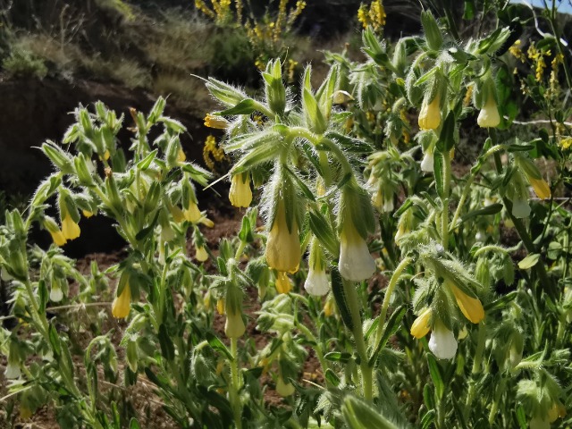 Onosma sp.