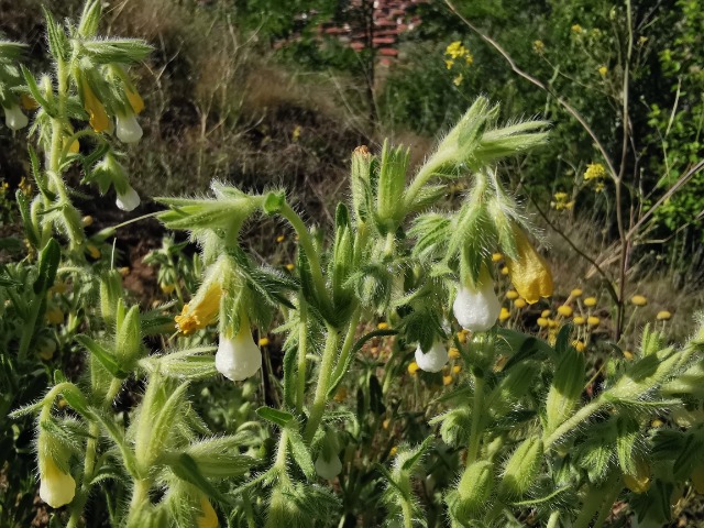 Onosma sp.