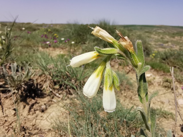 Onosma sp.