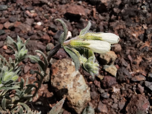 Onosma sp.