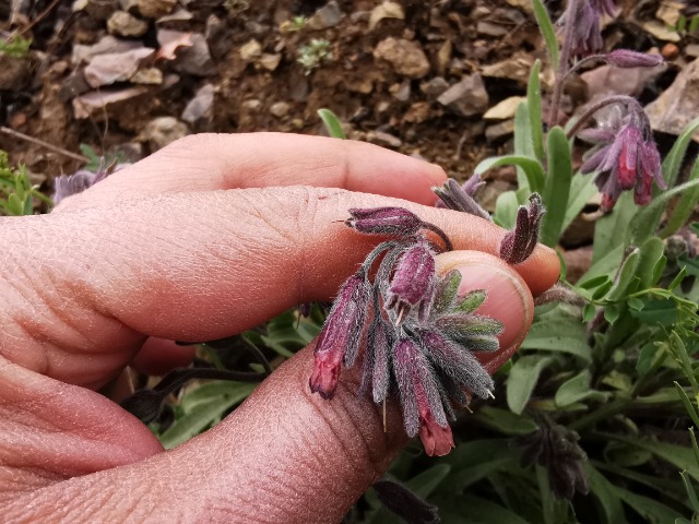 Onosma sp.