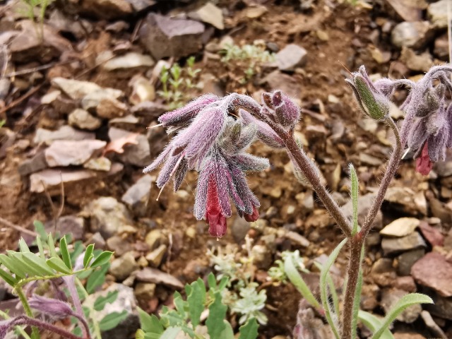 Onosma sp.