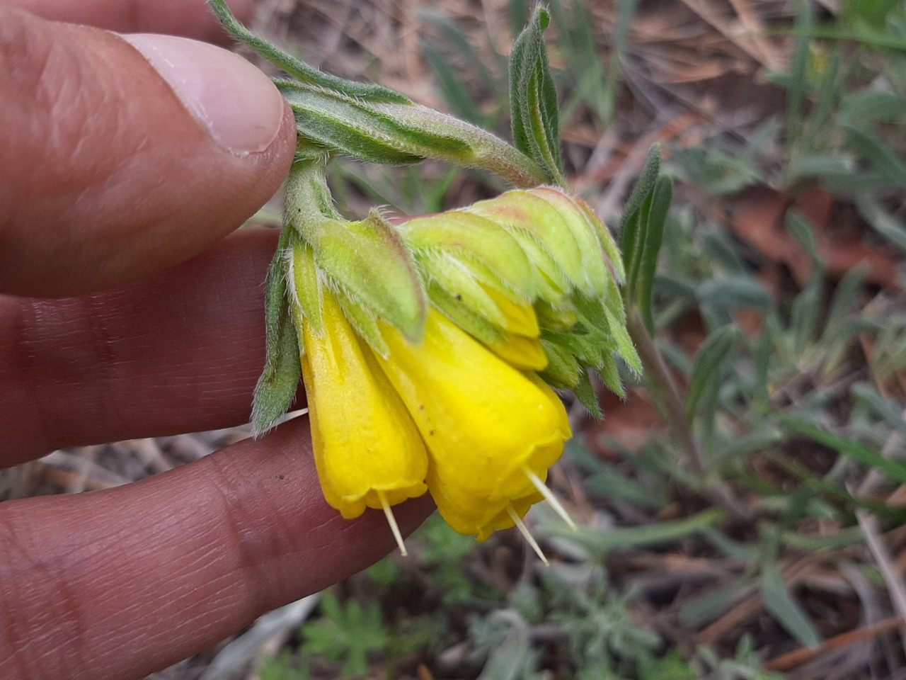 Onosma sp.