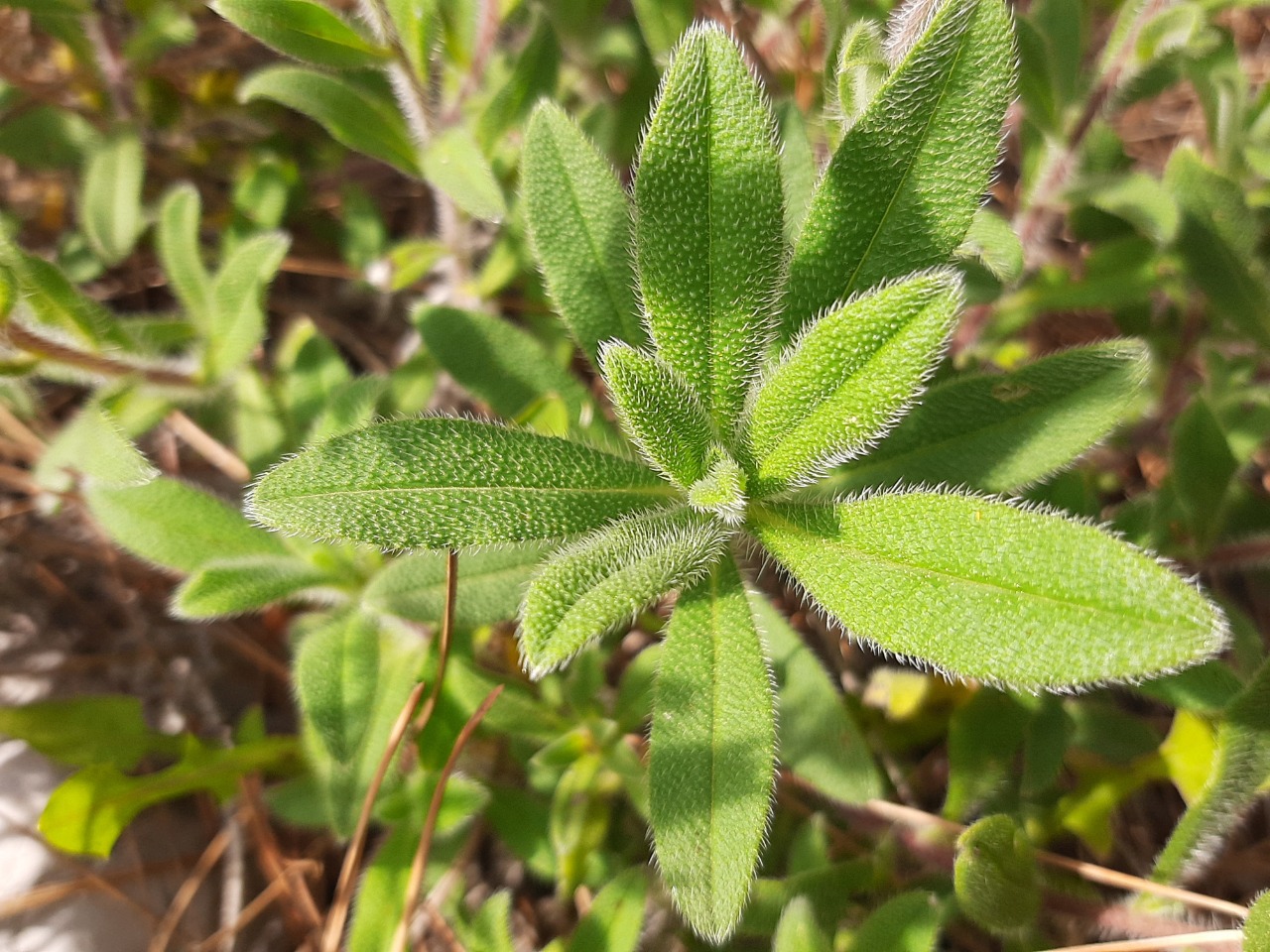 Onosma sp.