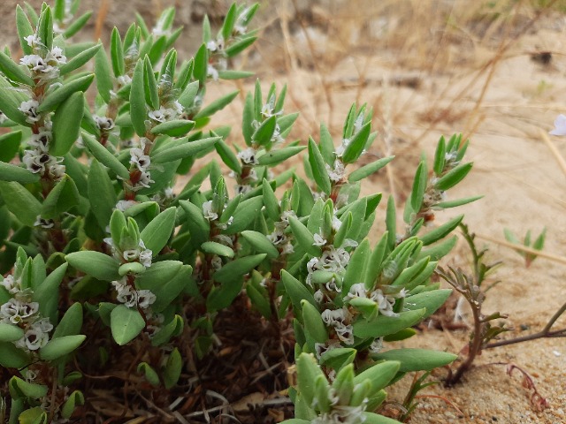 Polygonum maritimum